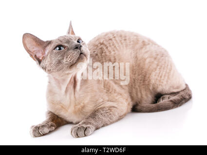 Devon Rex kitten on a white background, studio shoot Stock Photo