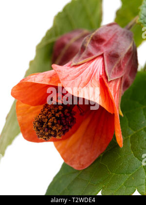 Close up of the orange bell flower of the half hardy, lax growing shrub, Abutilon 'Patrick Synge', on a white background Stock Photo