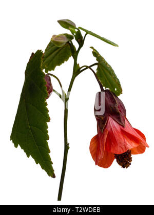 Orange bell flower of the half hardy, lax growing shrub, Abutilon 'Patrick Synge', isolated on white Stock Photo