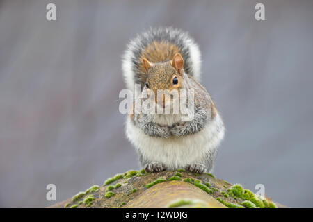 Front view close up funny of comical UK grey squirrel animal (Sciurus carolinensis) sitting isolated on urban house roof, looking cute, arms folded. Stock Photo