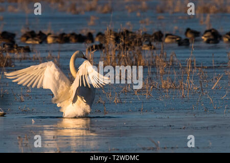 Whooper Swans , Cygnus cygnus, in winter, Lower Oder Valley National Park, Brandenburg, Germany Stock Photo