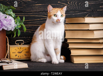 The cat is sitting on the table next to the books and a flower pot. Cat sits near books on dark wooden background Stock Photo