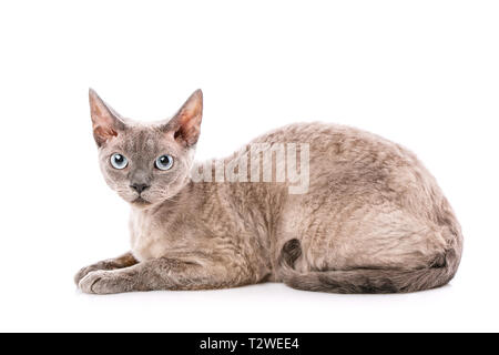 Portrait gray devon rex cat on white background Stock Photo