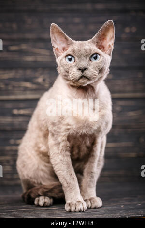Devon-rex breed cat sits on a dark wooden background. Friendly kitten looking at camera with curiosity expression. Stock Photo