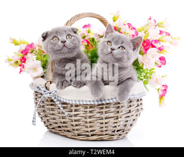Scottish straight and scottish fold kittens. Two cat in a basket with flowers. Cats look up. Cats with decorations. Gray fluffy kittens on a white bac Stock Photo