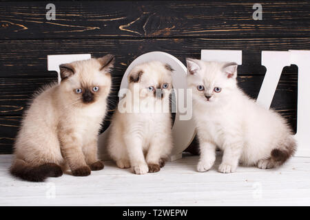 Scottish straight and scottish fold kittens. Background with kittens ready for your design. Scottish purebred kittens during a professional shooting.  Stock Photo