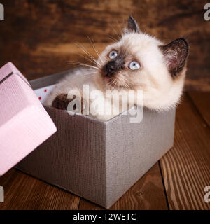 Scottish straight cat cream color. Background with kitten ready for your design. The kitten lies in the gift box Stock Photo