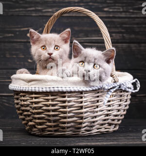 Scottish straight kittens. The cat looks at the camera. Kitten put his head on the edge of the basket. Professional photography purebred kittens. Mile Stock Photo