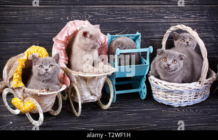 Scottish straight and scottish fold kittens. Funny kitten with decorations. Professional photography purebred kittens. On a black background Stock Photo