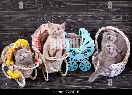 Scottish straight and scottish fold kittens. Kittens in a basket and decorative carriages. Professional photography purebred kittens. On a black backg Stock Photo