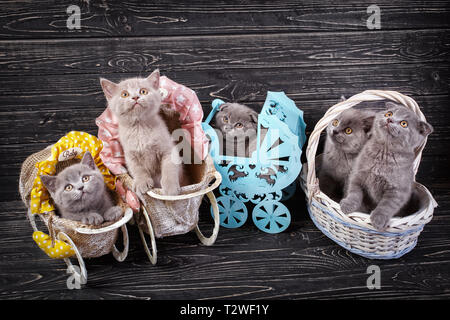 Scottish straight and scottish fold kittens. Kittens in a basket and decorative carriages. Professional photography purebred kittens. On a black backg Stock Photo
