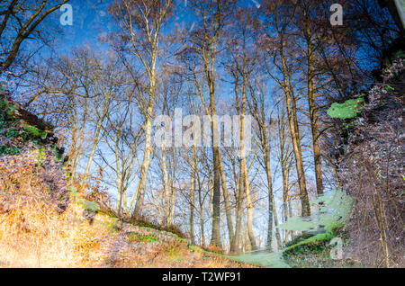 Abstract view of trees reflected in still water, Tiergarten, Berlin, Germany Stock Photo