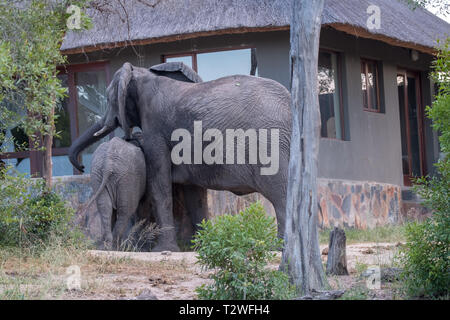 Family group of elephants including calf, drinking water from a plunge pool at a private camp in the Sabi Sand Game Reserve, South Africa.