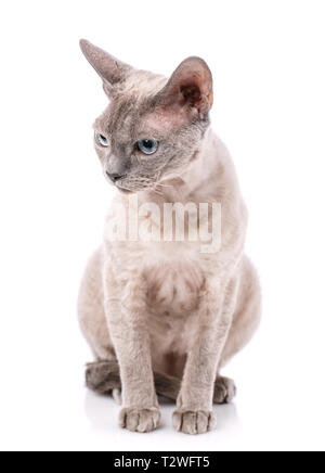 Devon-rex breed cat sits on a white background Stock Photo