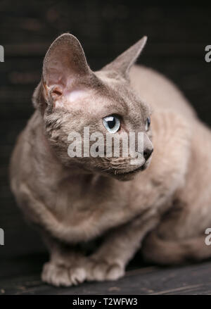 Lying devon rex cat. looking away on dark background Stock Photo