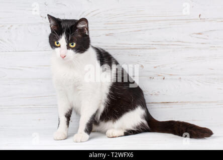 Cat without breed. A simple gray cat on a light background. Cat is feeling relaxed and comfortable. Stock Photo