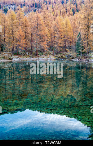 Italy, Aosta Valley, Rhemes Valley, Pellaud alpine lake, European larches forest in autumn (Larix decidua) Stock Photo