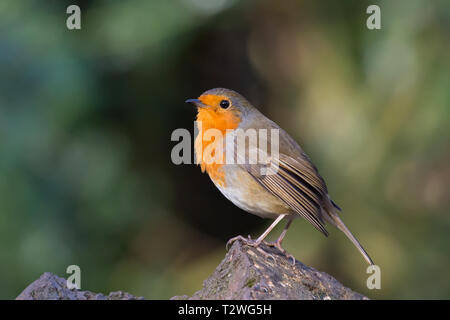 Side view close up of wild UK robin bird (Erithacus rubecula) isolated outdoors naturally lit in winter sunshine, perched on tree stump in UK woodland. Stock Photo