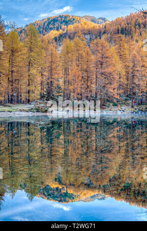 Italy, Aosta Valley, Rhemes Valley, Pellaud alpine lake, European larches forest in autumn (Larix decidua) Stock Photo