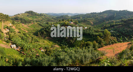 Banana and tea plantations in hill country north of Lake Bunyonyi in South West Uganda, East Africa Stock Photo