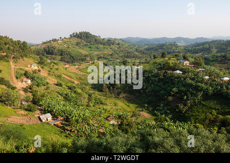 Banana and tea plantations in hill country north of Lake Bunyonyi in South West Uganda, East Africa Stock Photo