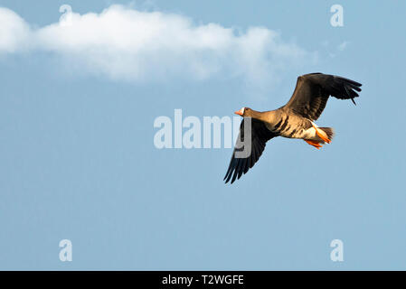 Italy, Friuli, Isonzo Estuary Regional Park, Isola della Cona Bird Sanctuary, White-fronted Goose (Anser albifrons) in flight Stock Photo