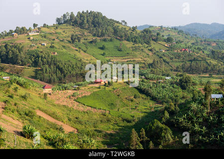 Banana and tea plantations in hill country north of Lake Bunyonyi in South West Uganda, East Africa