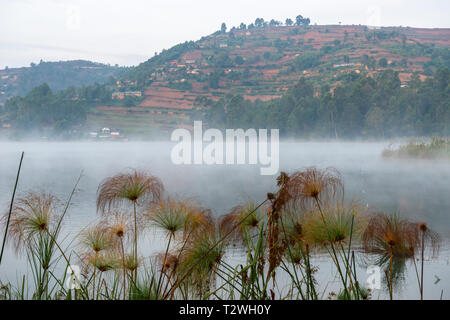 Early morning mist rising from Lake Bunyonyi with Papyrus grass in foreground, South West Uganda, East Africa Stock Photo