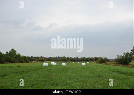 Hay rolls, packed in polyethylene, left on the field in the risen fresh green grass. Stock Photo