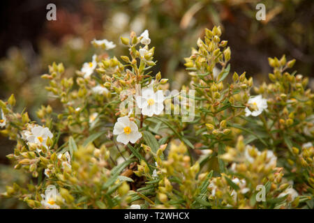 Flora of Gran Canaria - Cistus monspeliensis, Montpellier cistus Stock Photo