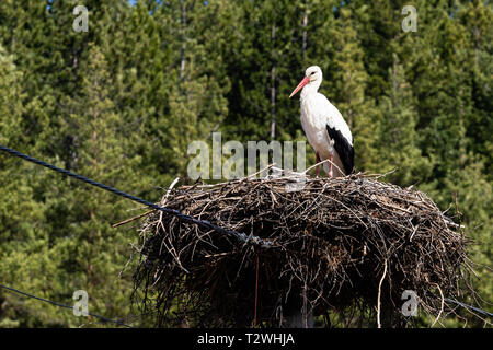 White Stork In Bulgaria Stock Photo - Alamy