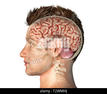 Man head with skull cross section with whole brain. Side view on white background. Stock Photo