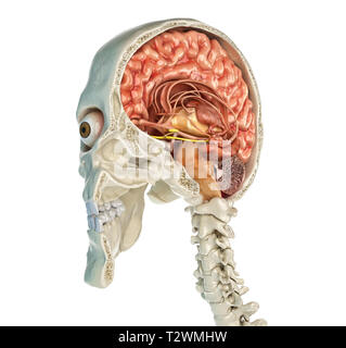 Human skull mid sagittal cross-section with brain. Perspective view on white background. Stock Photo