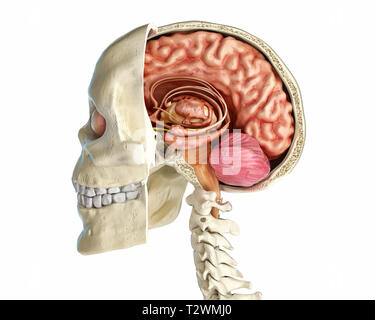 Human skull mid sagittal cross-section with brain. Perspective view on ...