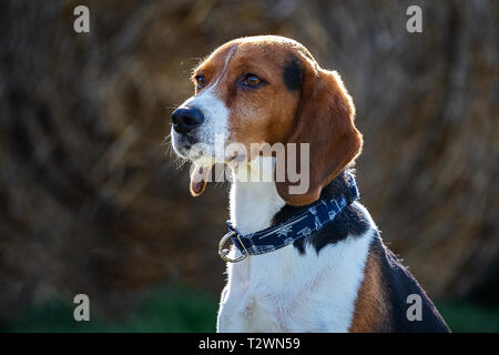 Dog Portraits and working dog imagery Stock Photo