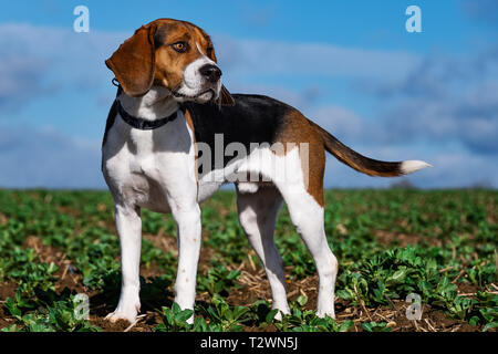 Dog Portraits and working dog imagery Stock Photo