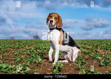Dog Portraits and working dog imagery Stock Photo