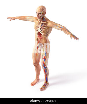 Human body anatomy Cut Out Stock Images & Pictures - Alamy