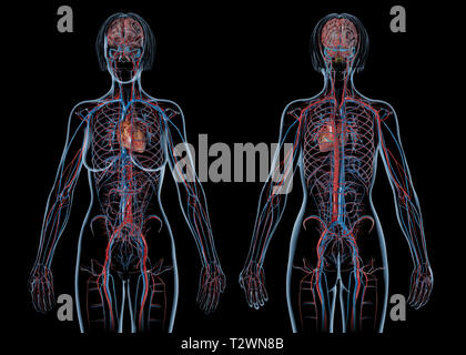 Woman cardiovascular system, rear and front views. On black background. Stock Photo