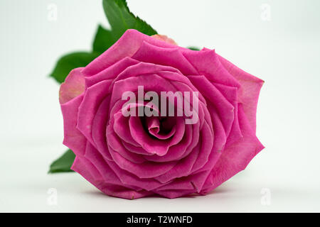 pink rose lying down on his side, isolated on a white background Stock Photo