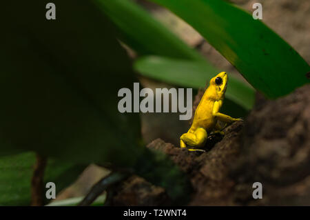 Portrait of a poison dart frog resting on an rock Stock Photo