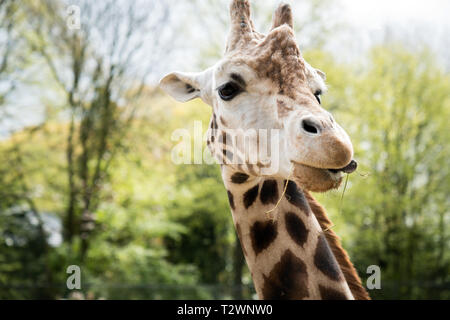 Portrait of a giraffe that is eating in the zoo Stock Photo