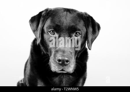 Black and white portrait of an old brown labrador dog, staring into the camera. in front of an white background