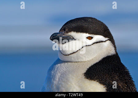 Chinstrap penguin (Pygoscelis antarctica), portrait of adult, Antarctic Peninsula, Antarctic Stock Photo