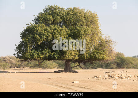 Tree in the Thar Desert, Rajasthan, India Stock Photo