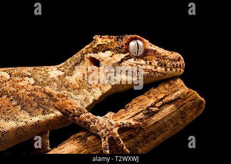 Gargoyle gecko (Rhacodactylus auriculatus) or New Caledonian bumpy gecko is a species of gecko found only on the southern end of New Caledonia island. Stock Photo