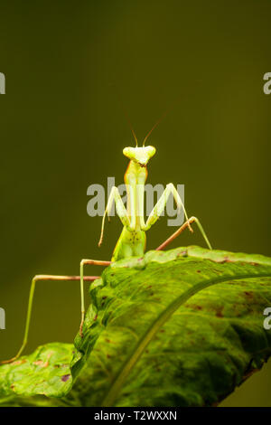 African lined mantis (Sphodromantis lineola) or African praying mantis, is a species of praying mantis from Africa - closeup with selective focus. Stock Photo