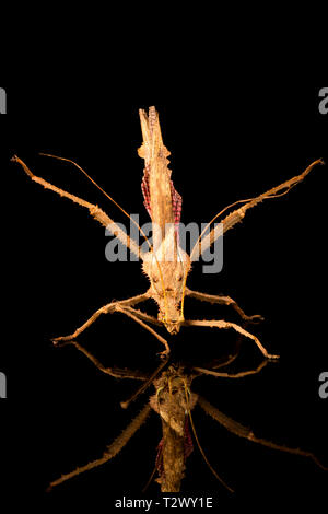Giant jungle nymph male (Heteropteryx dilatata) also known as Malaysian stick insect or Malayan jungle nymph. Closeup with slective focus. Stock Photo