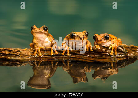Three Peacock tree frogs (Leptopelis vermiculatus) also known as Amani forest treefrog, or vermiculated tree trog, are species of frog found in forest Stock Photo