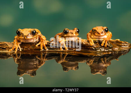 Three Peacock tree frogs (Leptopelis vermiculatus) also known as Amani forest treefrog, or vermiculated tree trog, are species of frog found in forest Stock Photo